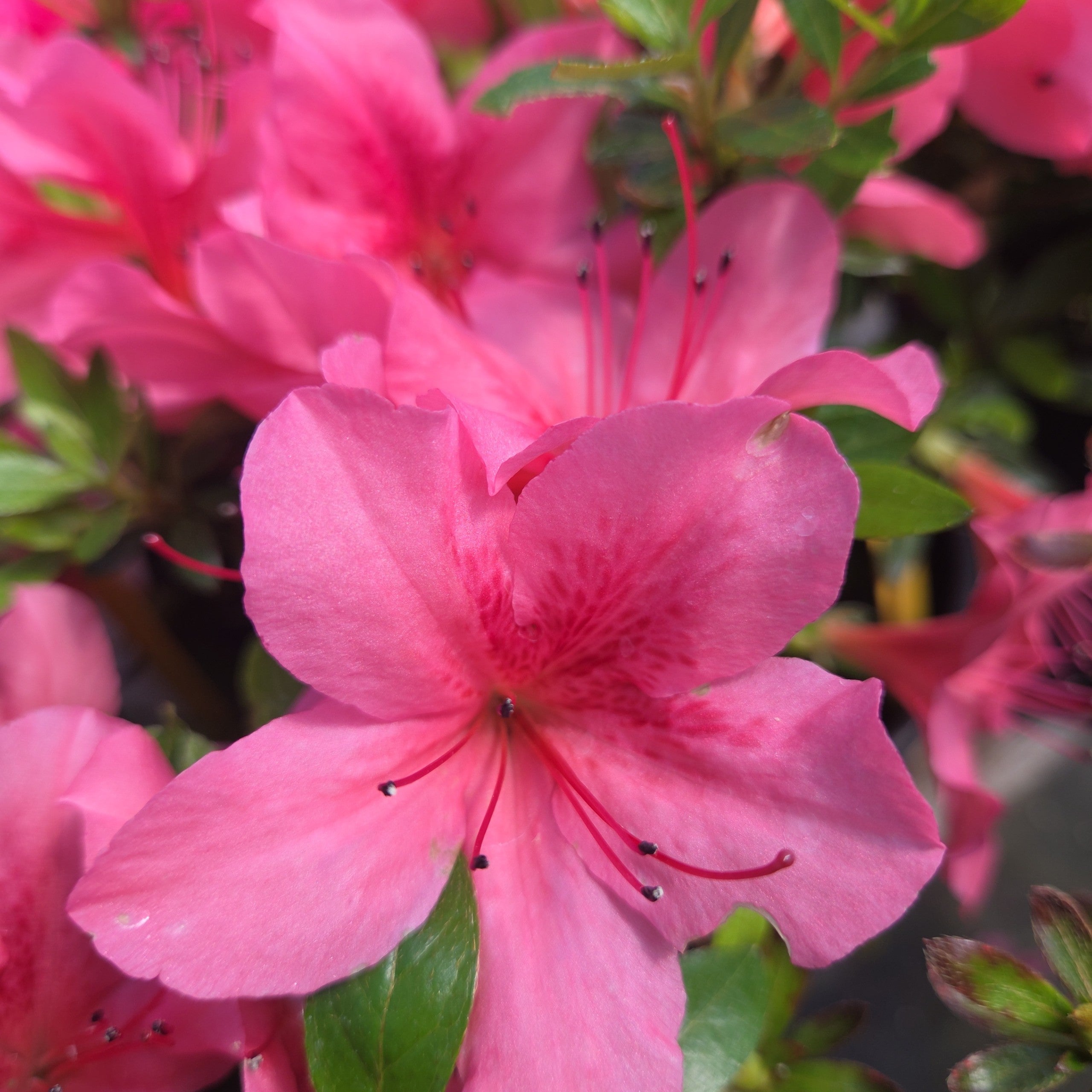 白ゼロサバキ Satsuki Azalea 'Osakazuki' | Bonsai Northwest