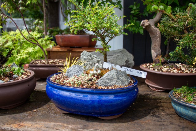 Bonsai Northwest