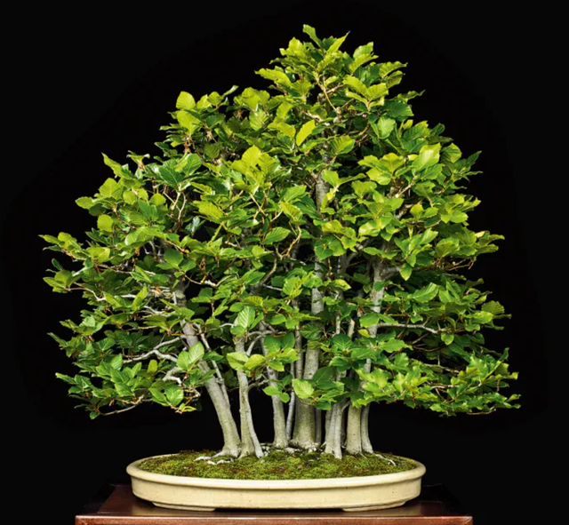ぼんさい専用 Bonsai Northwest