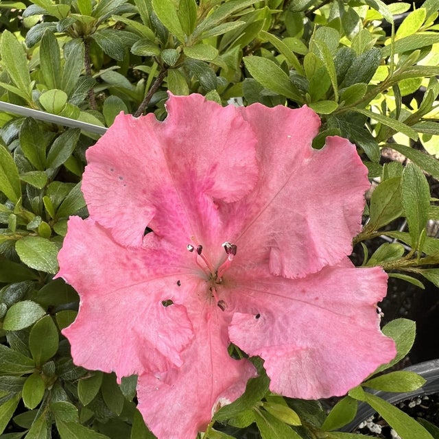 Satsuki Azalea | Bonsai Northwest