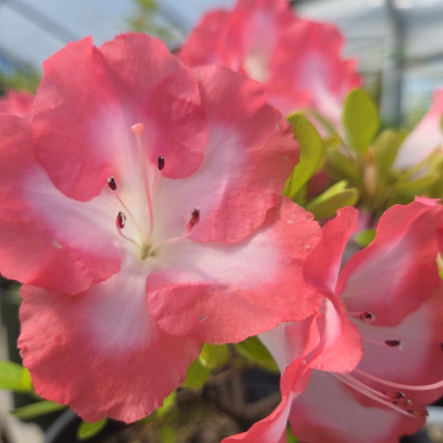 Satsuki Azalea | Bonsai Northwest