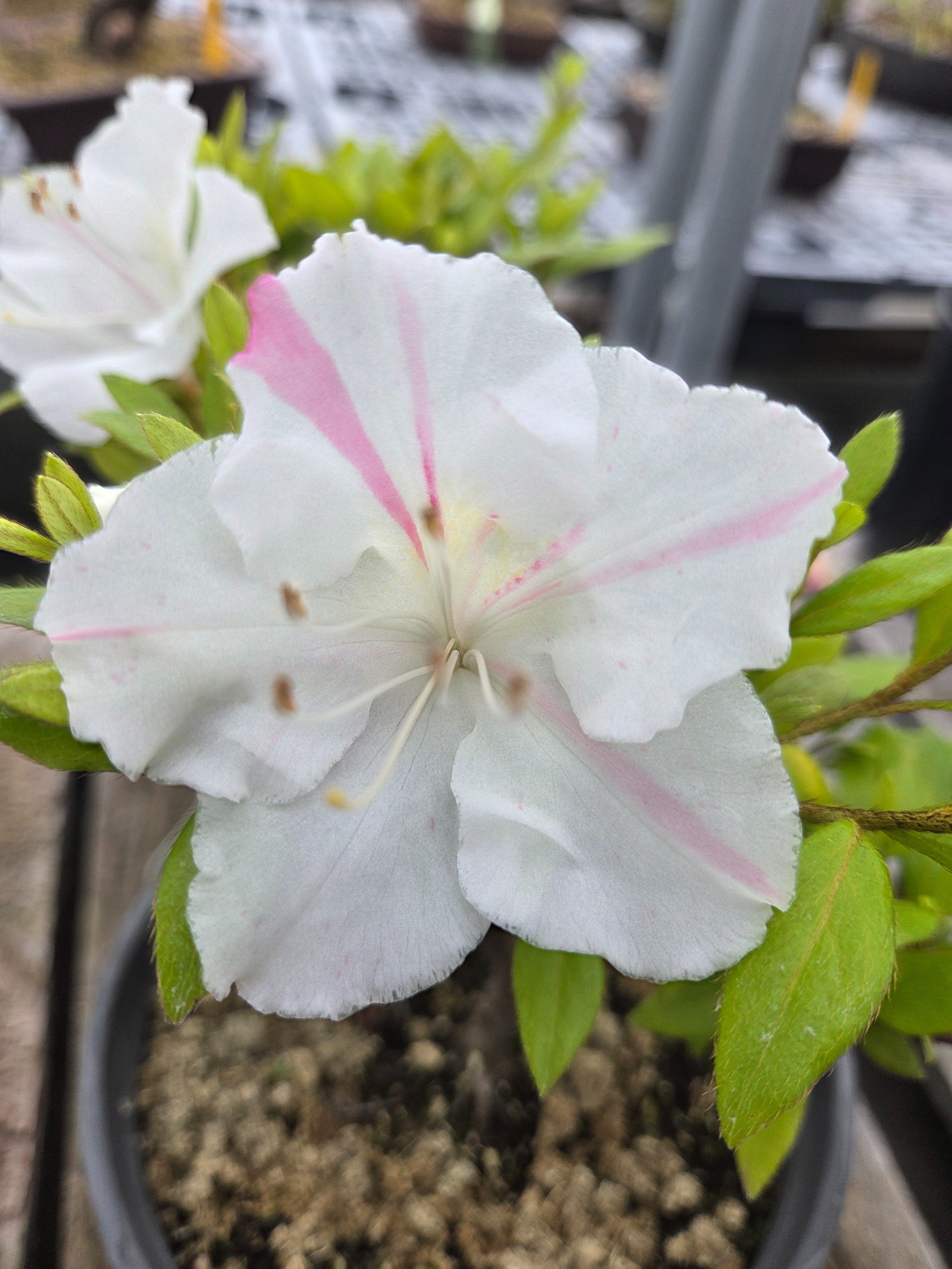 Satsuki Azalea 'Osakazuki' | Bonsai Northwest